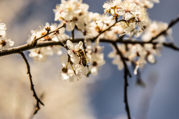 Blooming tree and bees