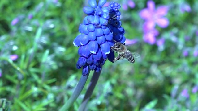 Slow motion of a bee collecting pollen from a blue hyacinth
