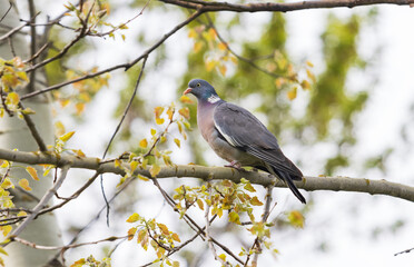 forest pigeon among spring foliage