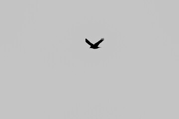 rooks (Corvus frugilegus) in flight silhouetted against cloudless sky