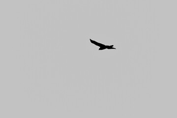 silhouette of a red kite (Milvus milvus) soaring with wings fully extended 