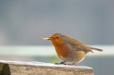 close up of a robin redbreast (Erithacus rubecula) eating from a wooden bird feeder table