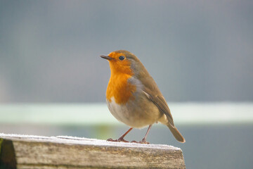 close up of a robin redbreast (Erithacus rubecula) eating from a wooden bird feeder table
