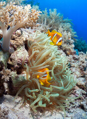 Naklejka na ściany i meble Photo of coral reef withClown fishes and,anemone.