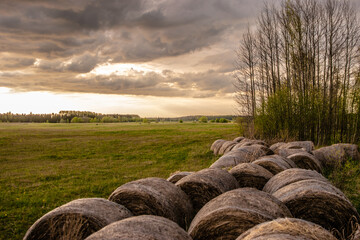 bales of hay and field in the evening