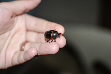 Dung-beetle in hand, caught on the beach in Sharm El Sheikh, Egypt