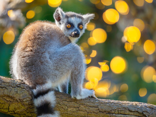 Fototapeta premium ring-tailed lemur, sitting on a tree., lemur catta