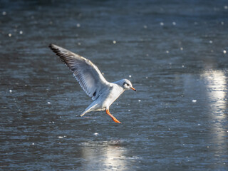 Black-headed Gull Landing on Ice