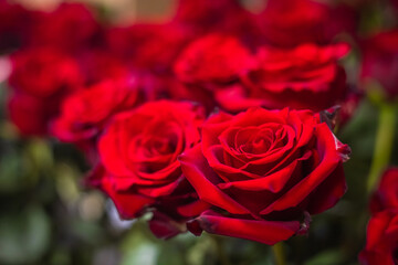 Bright beautiful bouquet of red roses, fragment, close.
