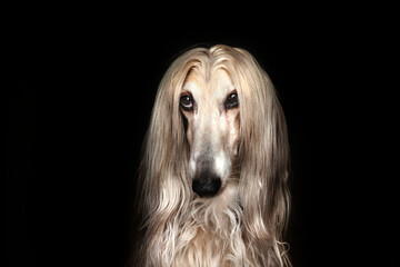Close-up Headshot of Afghan Dog Happy Looking Up with Groomed Hairstyle on Isolated Black...