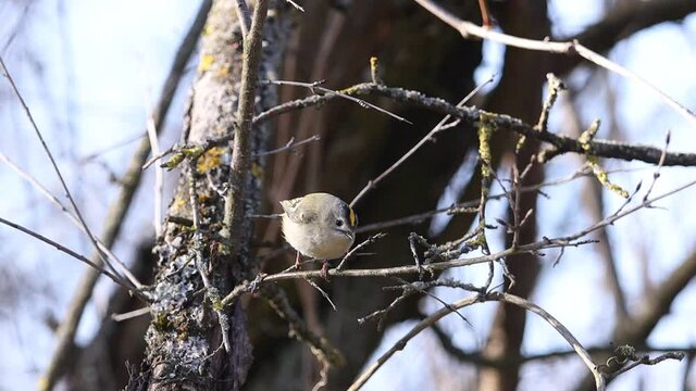 kinglet sits on a branch and then flies away