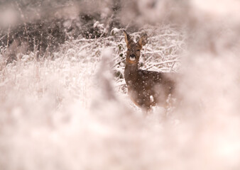 Roe Deer Winter Blizzard © Ben