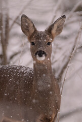 Roe Deer winter Snowfall