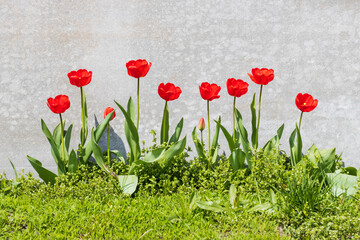 red spring tulips on gray background