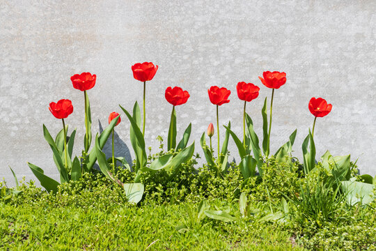 Red Spring Tulips On Gray Background