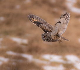 Long Eared owl in flight