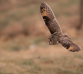 Long eared Owl in flight