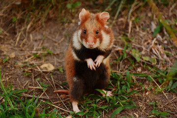 European hamster (Cricetus cricetus) of the urban population at Wasserspielplatz park in Vienna