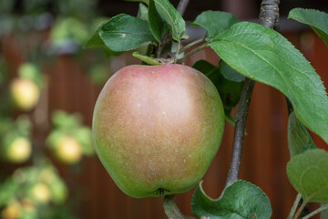 harvest of green apples in the garden