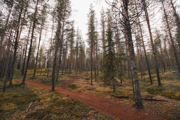 Wild nature in an autumn pine forest with the last shreds of light in an area called Korouoma in Lapland, Finland. A breath of fresh air