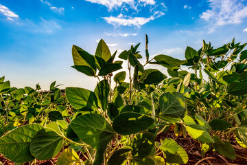 Soybean field in a sunny day. Agricultural scene.