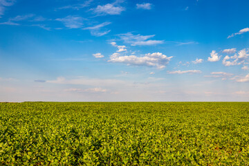 Obraz premium Soybean field in a sunny day. Agricultural scene.