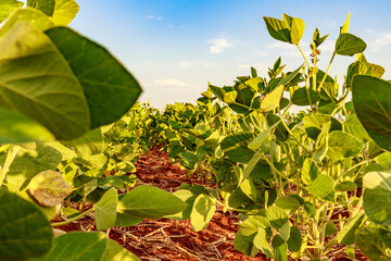 Soybean field in a sunny day. Agricultural scene.