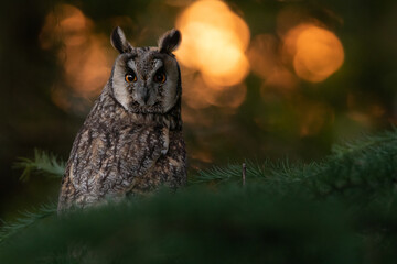 Long Eared Owl Perched with the sun setting through the gaps in the forest