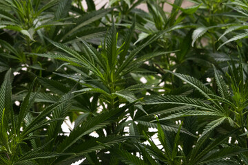 Cannabis plants in a greenhouse