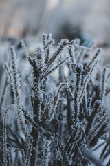 frost on a tree