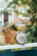 Eurasian collared dove sitting on railings. Streptopelia decaocto.