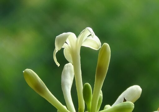 Green connect tulip flower