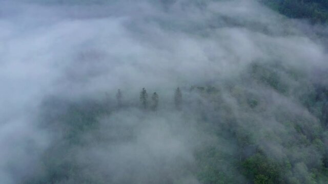 Aerial Descending Panning Scenic Shot Of Fog Over Green Trees In Forest - Bisingen, Germany