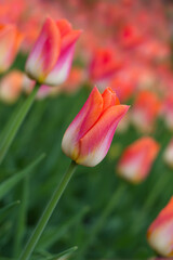 Fototapeta premium Pink-orange closed tulip.