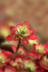 The fleshy leaves of Sedum palmeri in winter