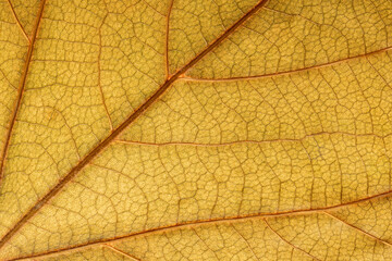Detail leaf plane-tree with autumn colors