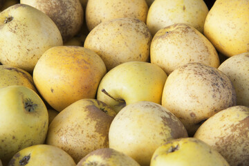 Background and texture of ripe yellow apples, unwashed, freshly picked, close-up. Just picked fruit.