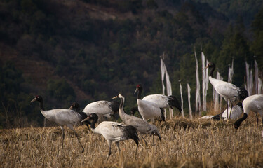 Fototapeta premium A Common Crane in a flock of Black-necked Cranes in Bumdeling Wildlife Sanctuary in Trashi Yangtse, Bhutan