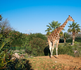 One giraffe walk through the reserve between the plants
