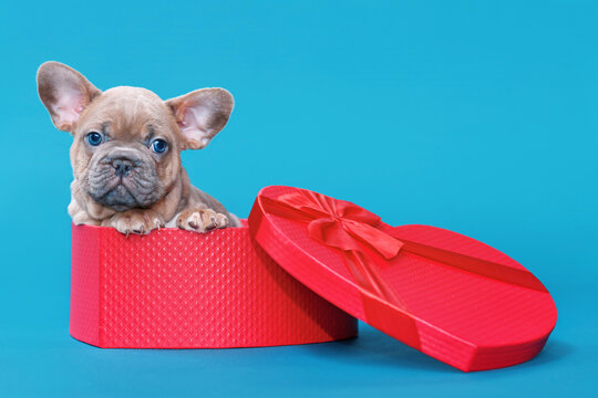 Valentine's day puppy. French Bulldog dog in heart shaped gift box on blue background