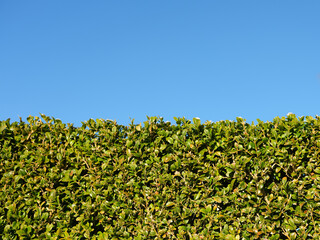 Freshly cut evergreen hedge in close up. Sunlight and clear blue background with space for text