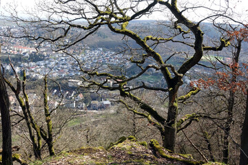 Wald bei Bad Kreuznach