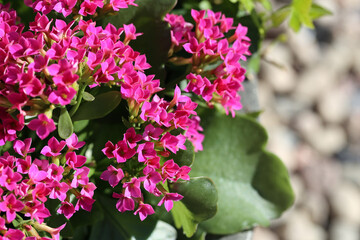 Bright pink Kalanchoe Blossfeldiana aka flaming Katy (fin: tulilatva), photographed from high angle view in Finland during the summertime. Closeup color image of the flowers with neutral background.