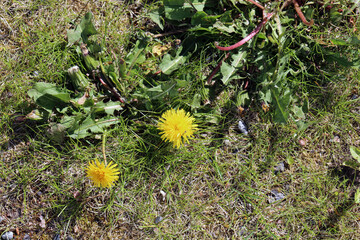 Two yellow common dandelion (taraxacum officinale, voikukka) photographed in Finland during a sunny...