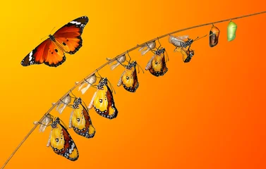 Wandaufkleber Amazing moment ,Monarch Butterfly , caterpillar, pupa and emerging with clipping path. © blackdiamond67