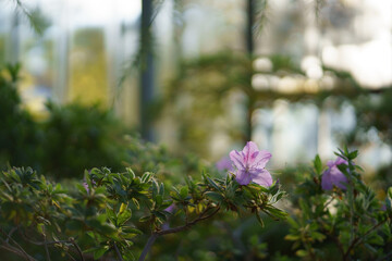Pink azalea blooming in home garden. Blossoming houseplant tree in orangery or greenhouse in spring. Glasshouse with big windows and different indoor plants growing. Botany and home gardening concept