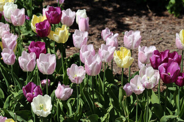 Plenty of yellow, pink and white tulipa gesneriana (Gesner’s tulip, fin: tarhatulppaani) flowers blooming. Photographed in Helsinki, Finland during a sunny summer day. Closeup color image. No people.