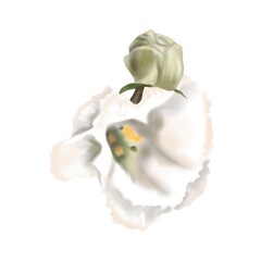 Watercolor is white Eustoma or Lisianthus. flower composition