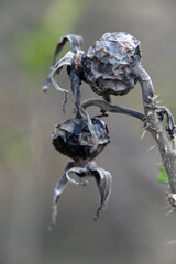 Dead dry grey rosehip berries with soft neutral background. Late fall in Finland. Concept of dying nature, seasons, sadness, death, exhaustion, depression and anxiety. Closeup color image.