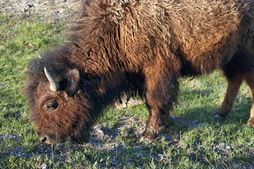 american bison in the field